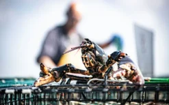 Big Green Egg Kochbuch Modus Operandi -Webe Grill Geschaft BigGreenEgg ModusOperandi Oosterscheldekreeft 4