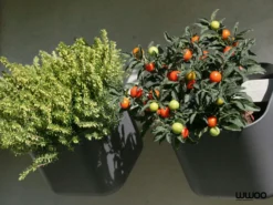 WWOO Designbeton-Outdoorküche Mel -Webe Grill Geschaft kitchen garden 9